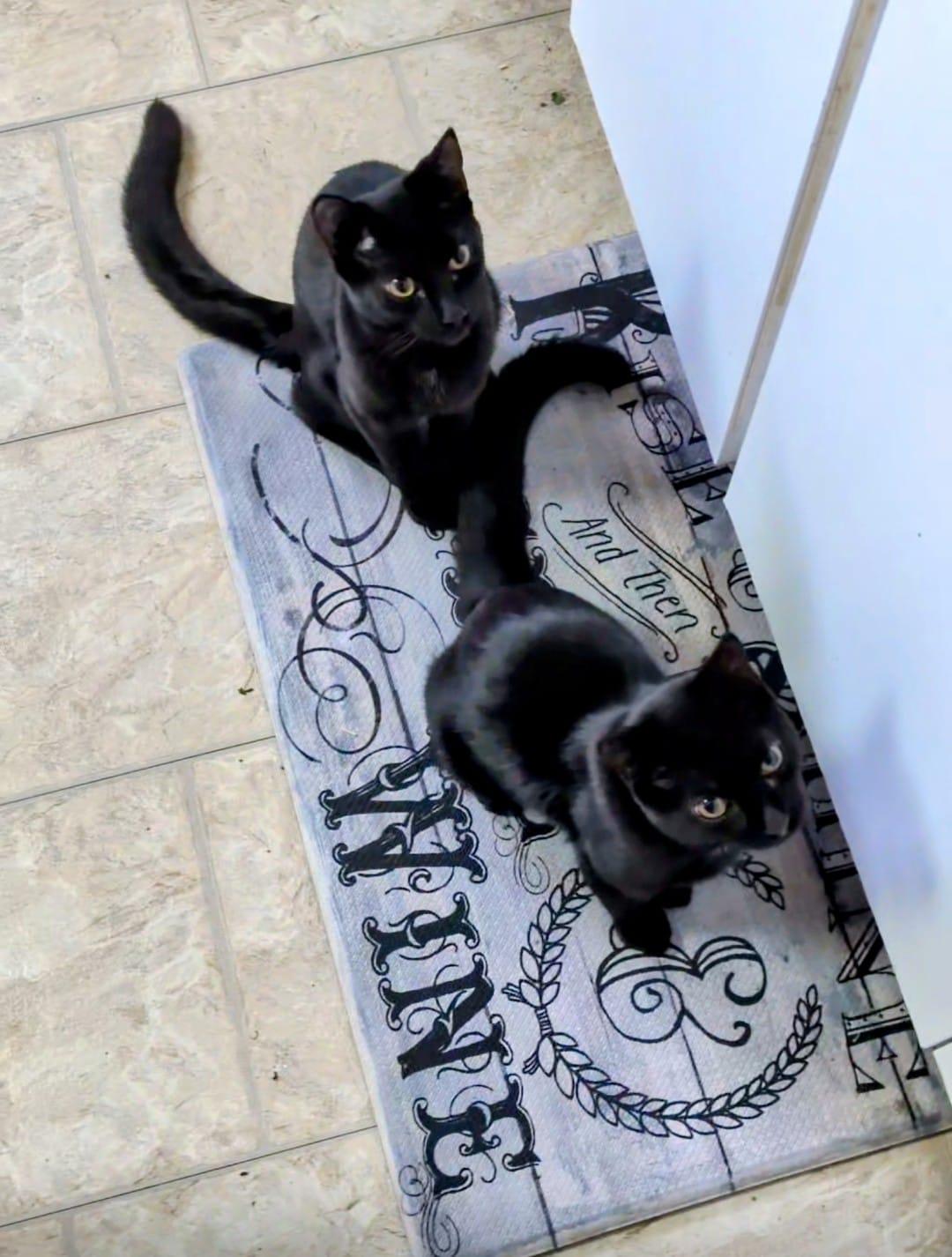 Enlarge Manhattan (bonded with Mojito), a Adoptable Domestic Short Hair in Toronto, ON image 6/6