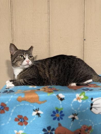 Luna, a Adoptable mixed breed in NOTTINGHAM, MD image 1/6