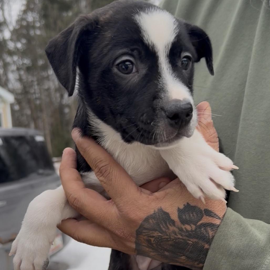 Cirrus, Adoptable, Puppy Female Boston Terrier & Mixed Breed.