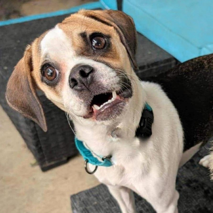 Kaya, a Adopted mixed breed in Temecula, CA image 5/6