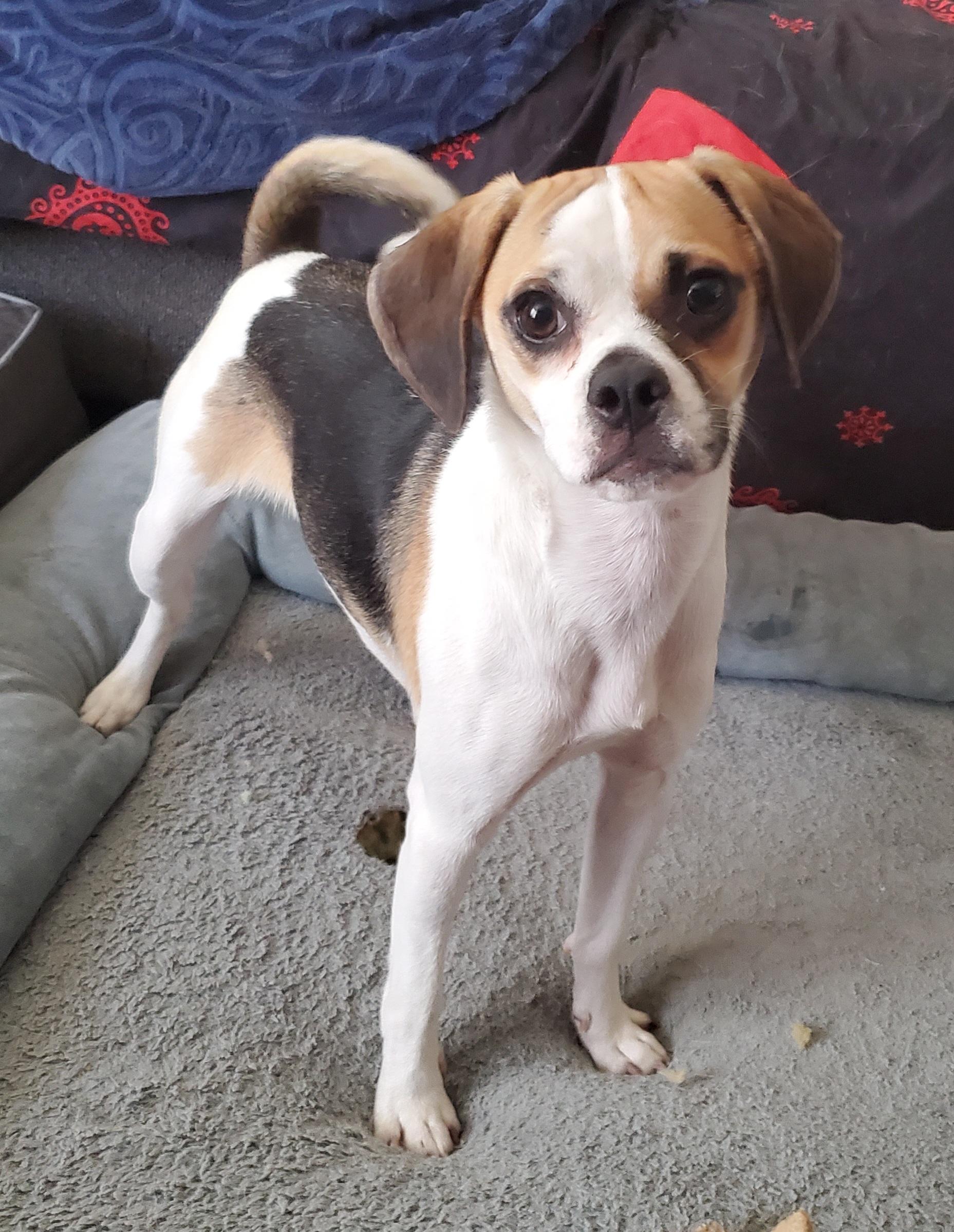 Kaya, Adopted, Young Female Beagle & Puggle.