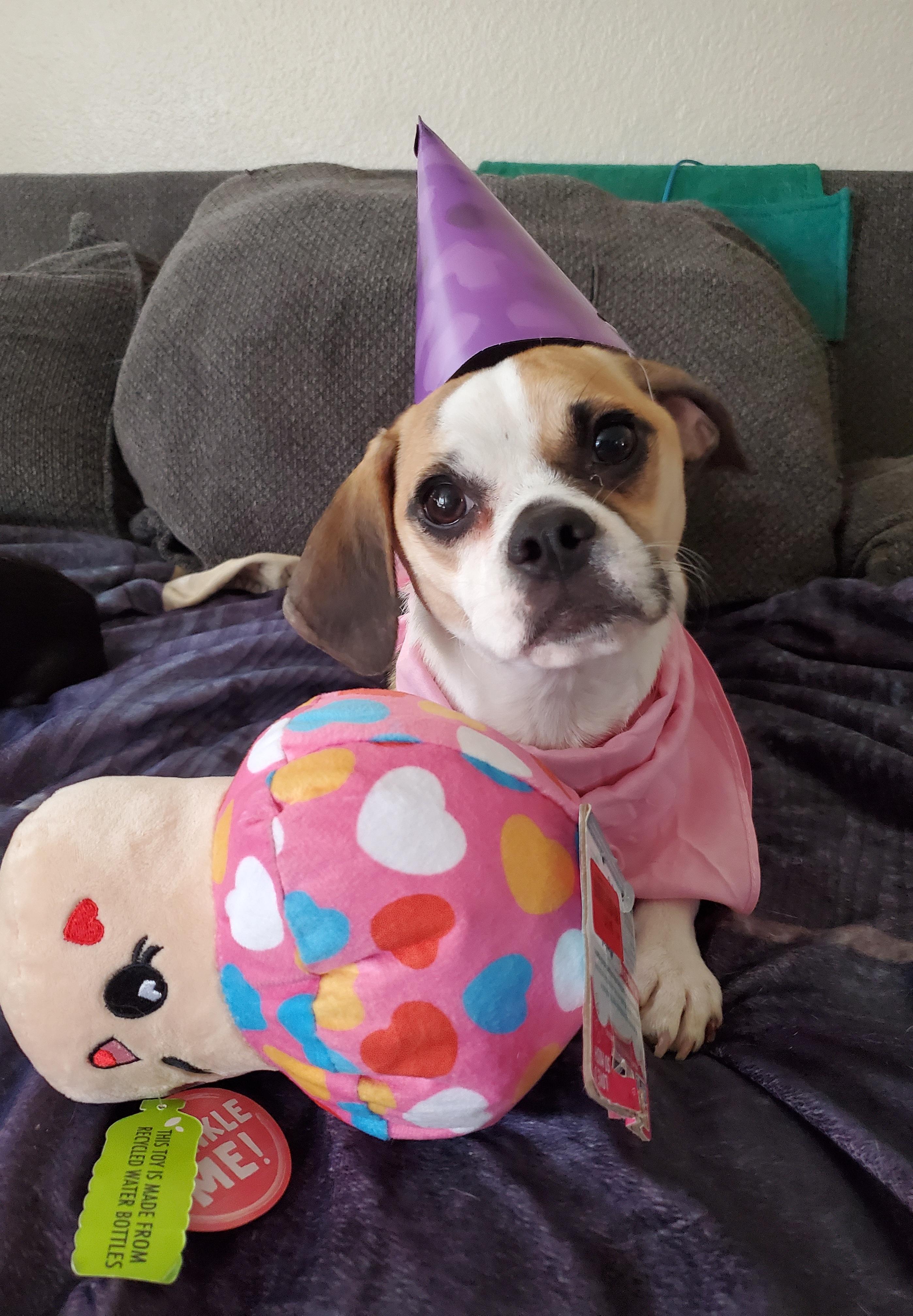 Kaya, an adoptable Beagle, Puggle in Temecula, CA, 92592 | Photo Image 3