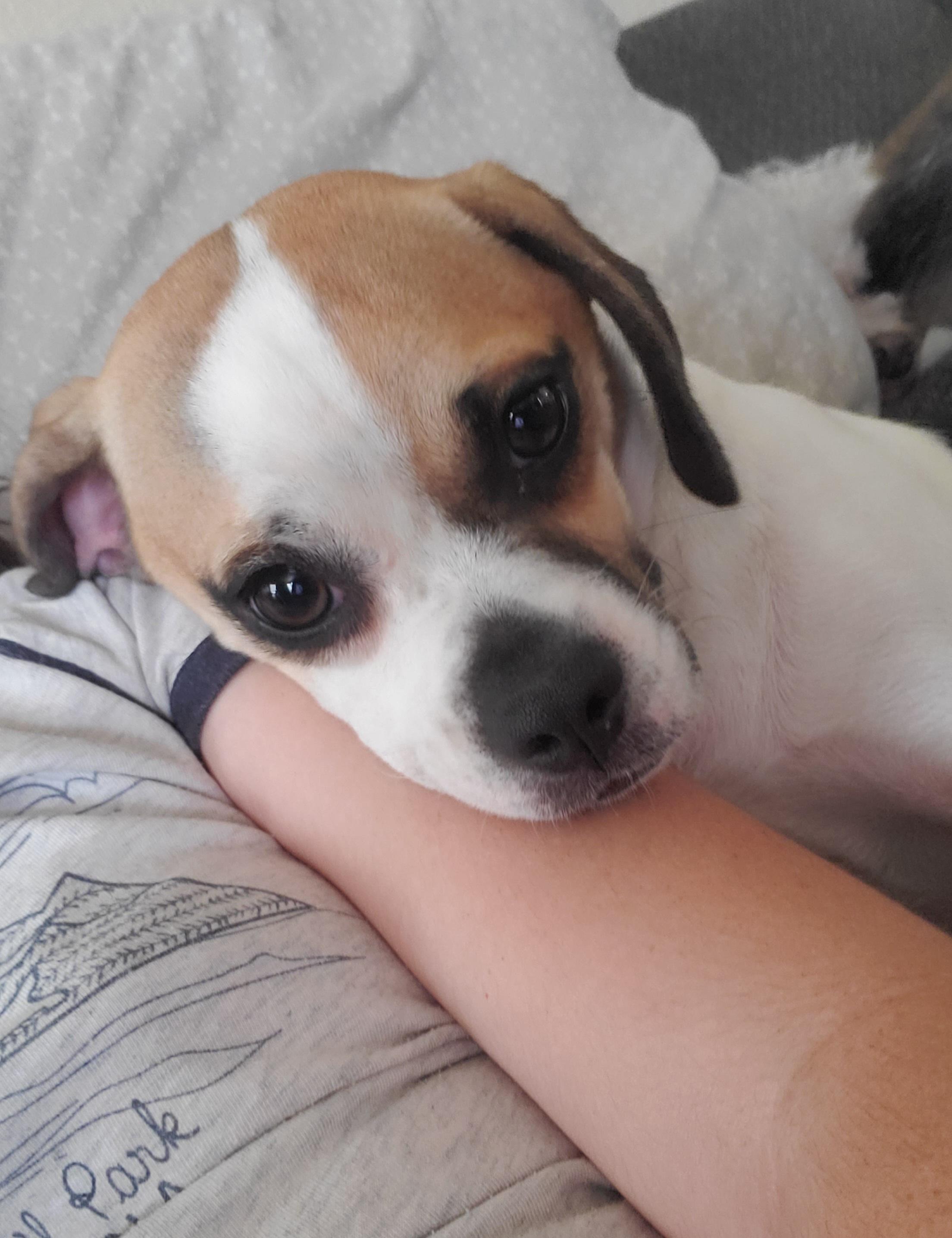 Kaya, a Adopted mixed breed in Temecula, CA image 4/6