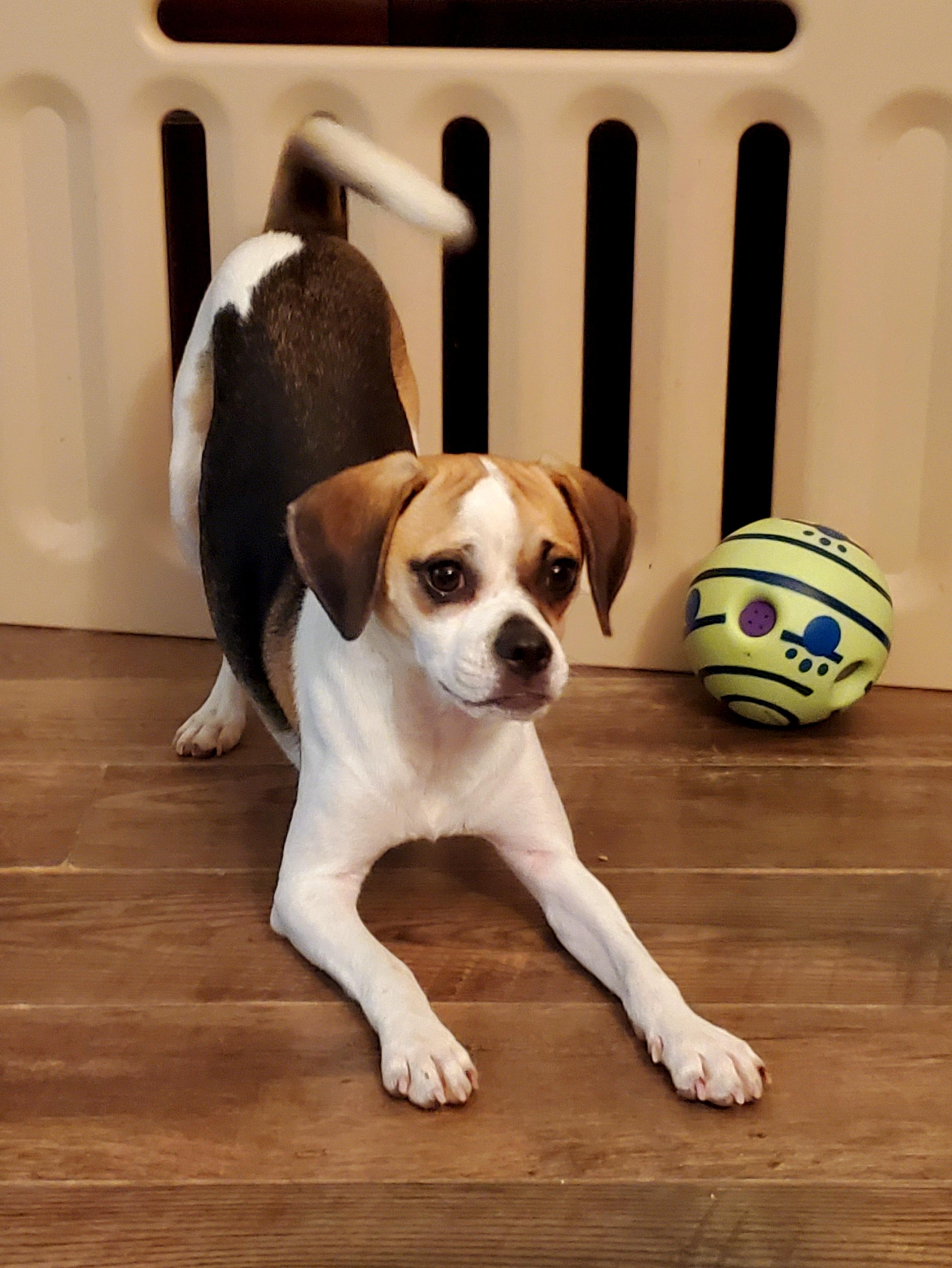 Kaya, an adoptable Beagle, Puggle in Temecula, CA, 92592 | Photo Image 4