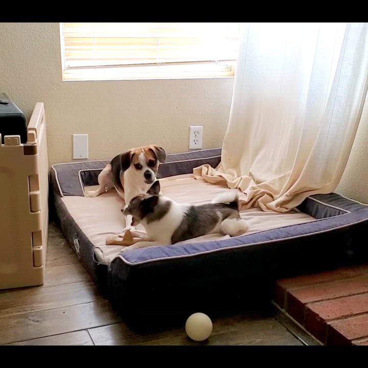 Enlarge Kaya, a Adopted mixed breed in Temecula, CA video 6/6