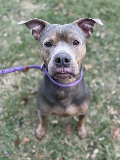 Enlarge King, a Adoptable mixed breed in Winchester, VA image 1/2