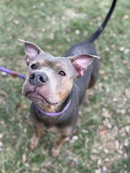 Enlarge King, a Adoptable mixed breed in Winchester, VA image 2/2