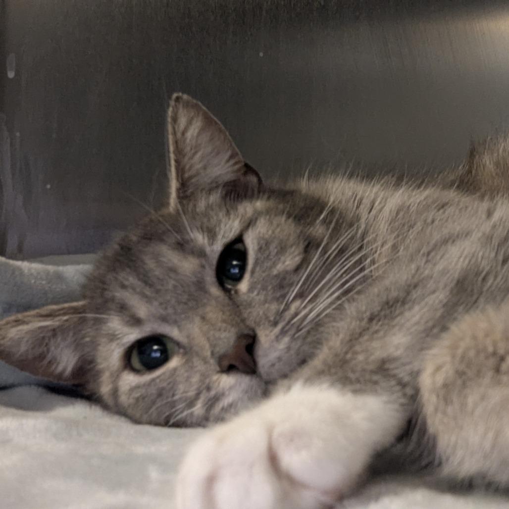 Lilac, a ADOPTABLE Domestic Short Hair in Fenton, MI image 3/3