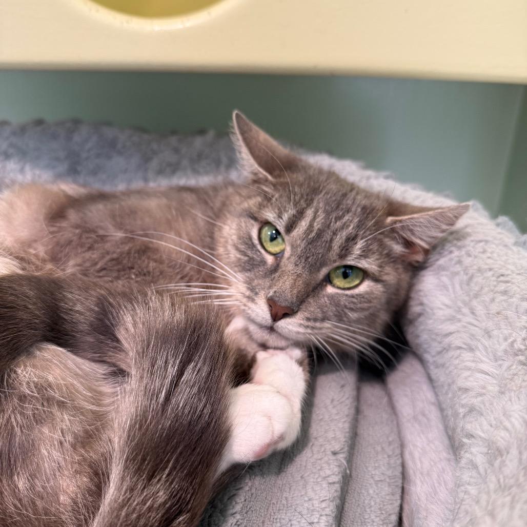 Lilac, a ADOPTABLE Domestic Short Hair in Fenton, MI image 2/3