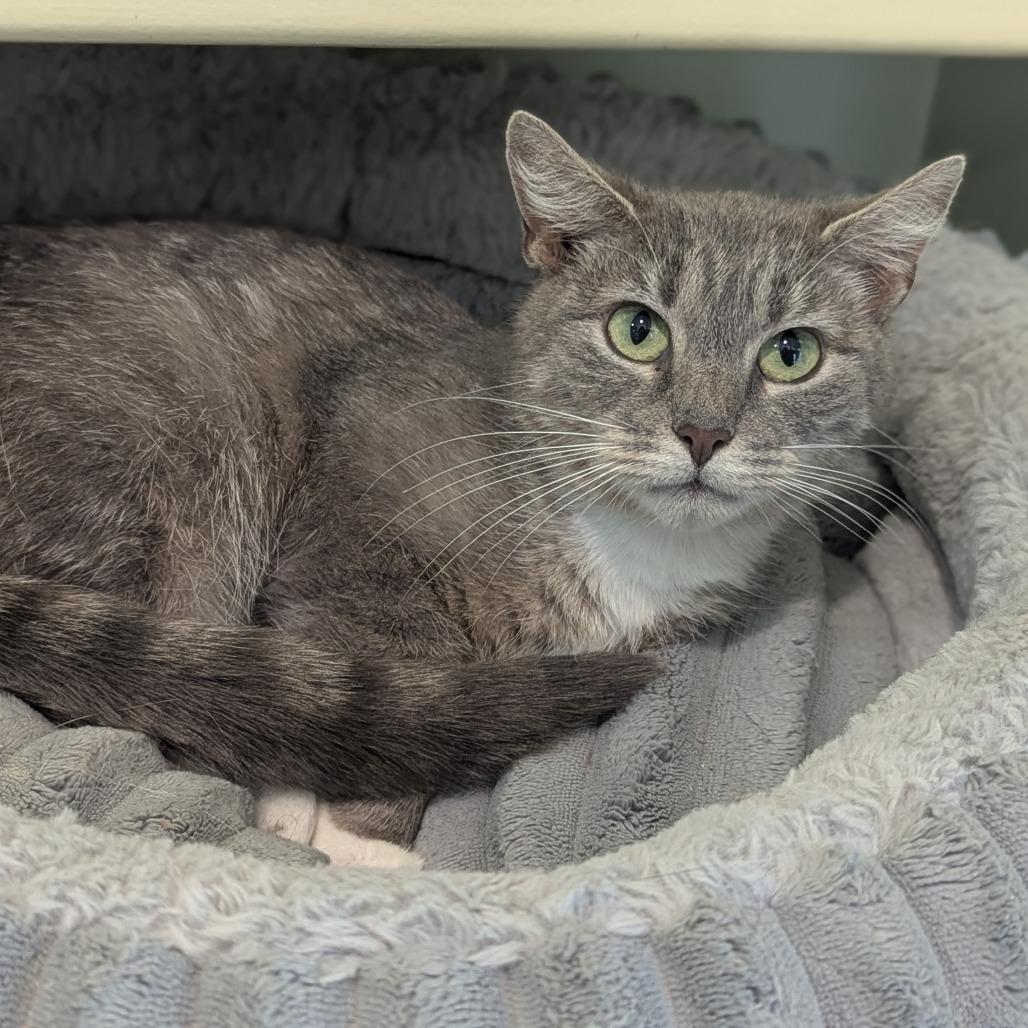 Lilac, a ADOPTABLE Domestic Short Hair in Fenton, MI image 1/3
