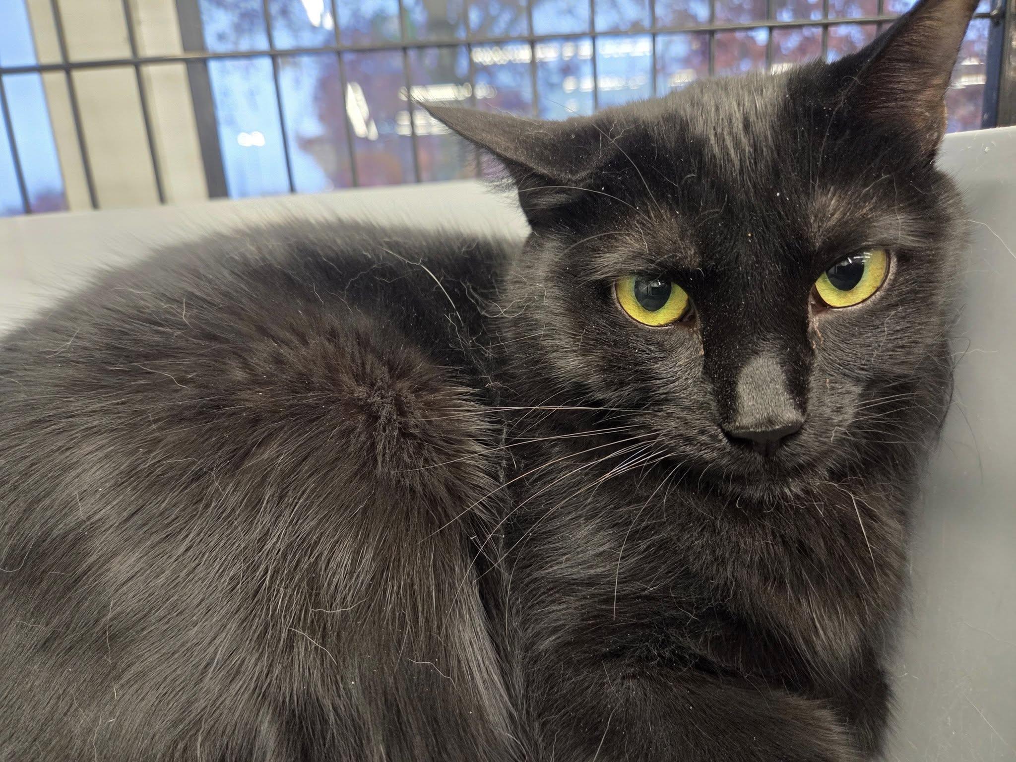 Raven, Adoptable, Young Female Domestic Short Hair.