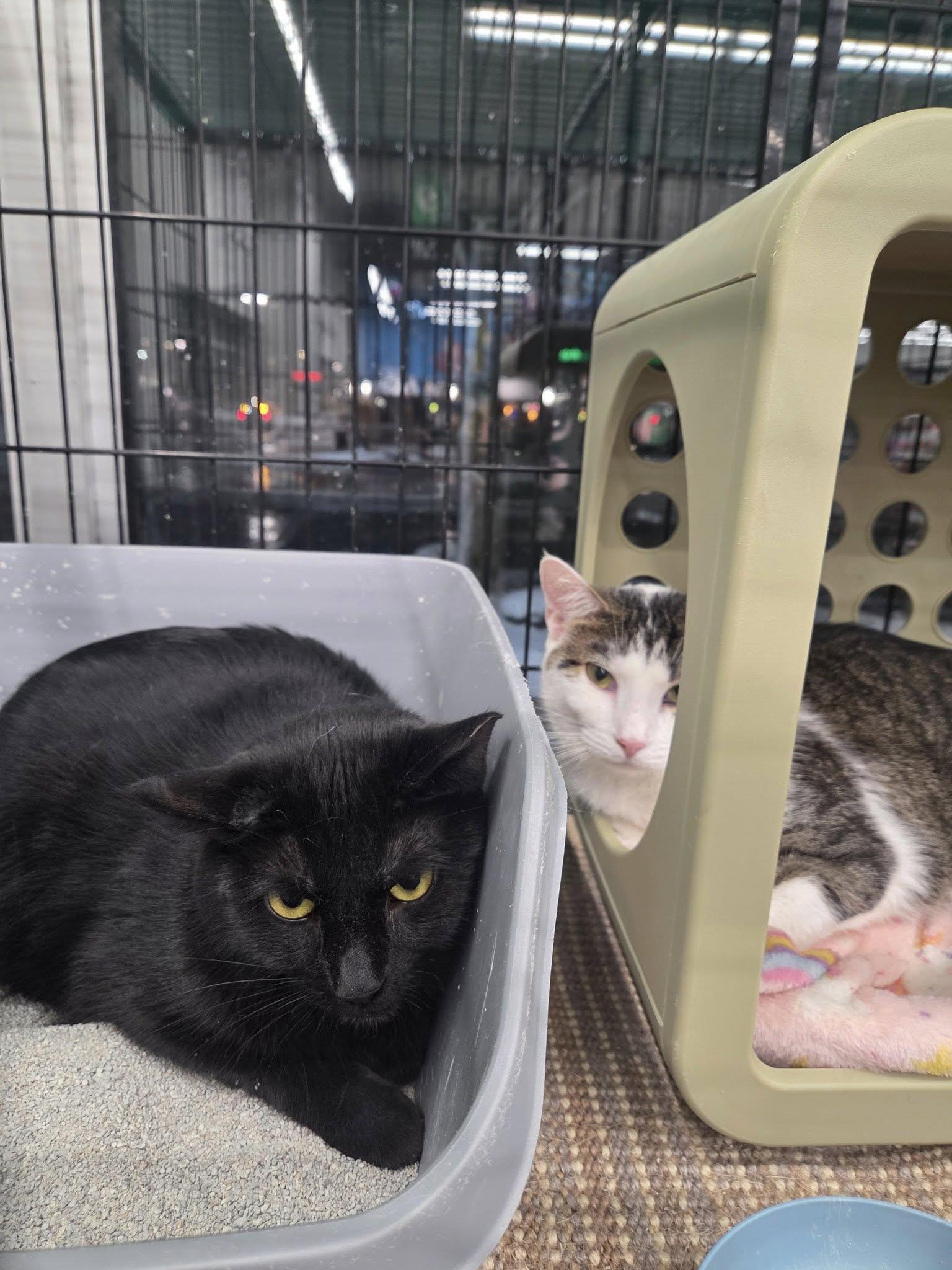 Enlarge Raven, a Adoptable Domestic Short Hair in Cleveland, OH image 5/5