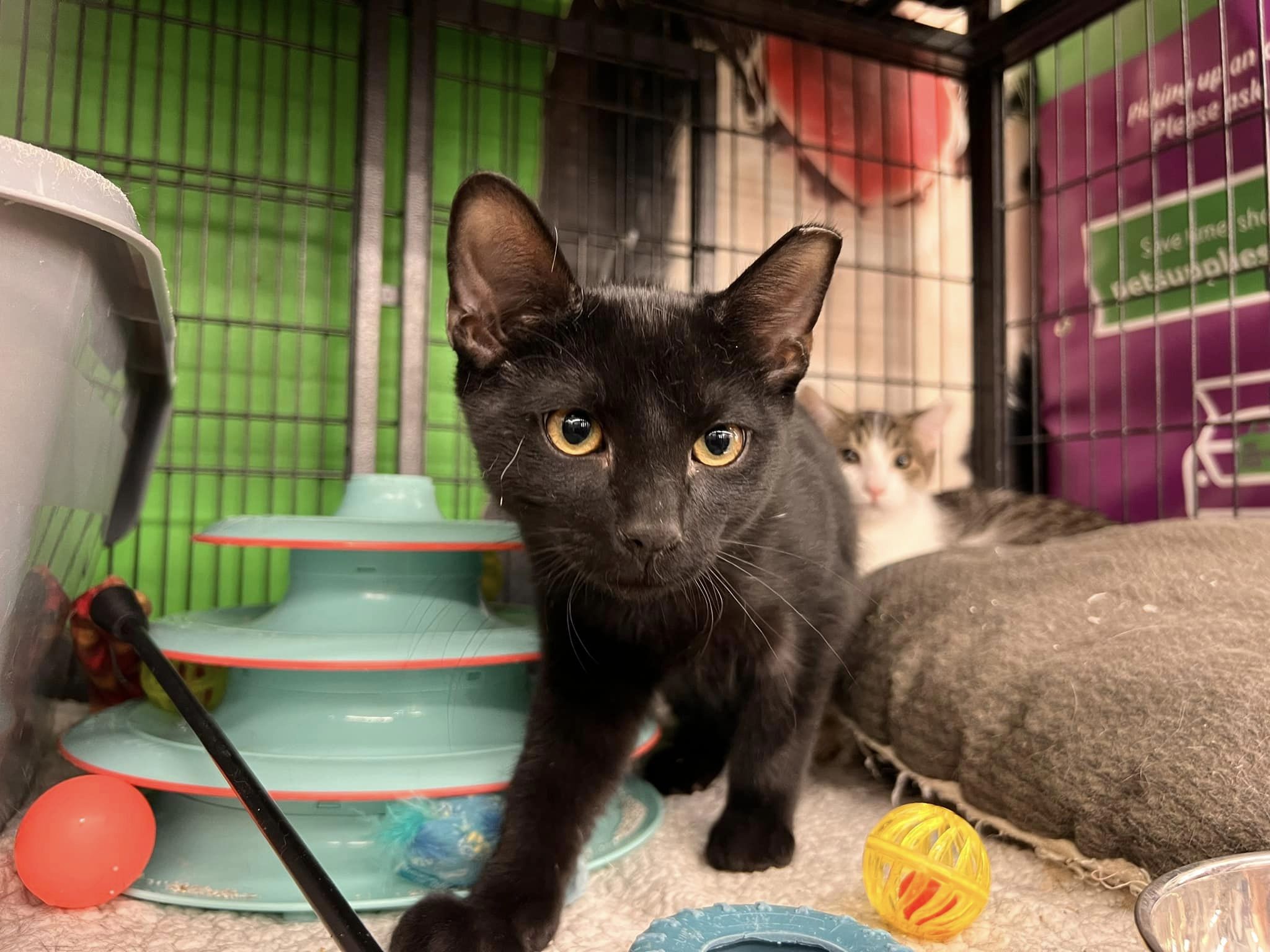 Enlarge Raven, a Adoptable Domestic Short Hair in Cleveland, OH image 4/5