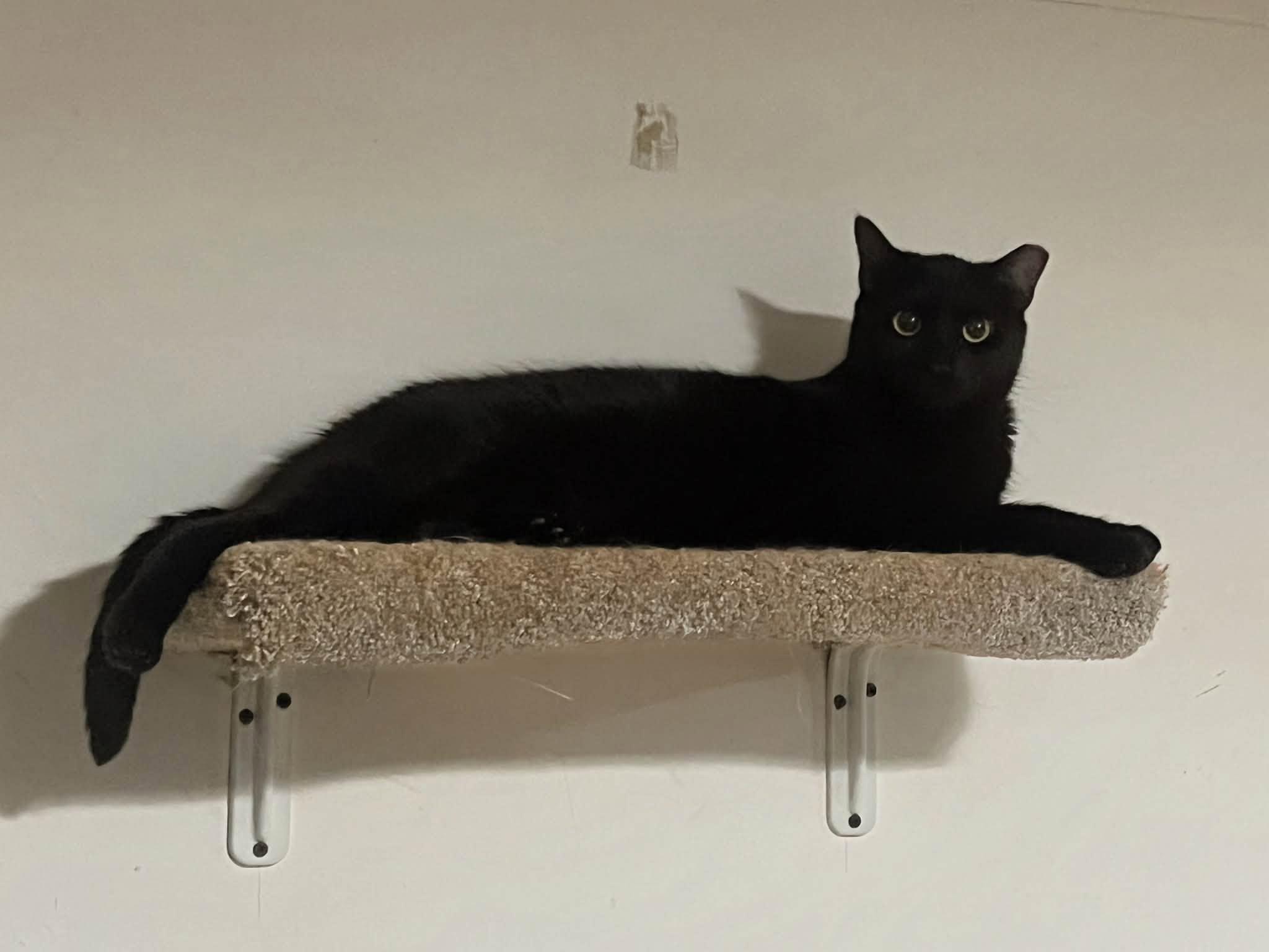 Enlarge Raven, a Adoptable Domestic Short Hair in Cleveland, OH image 6/6