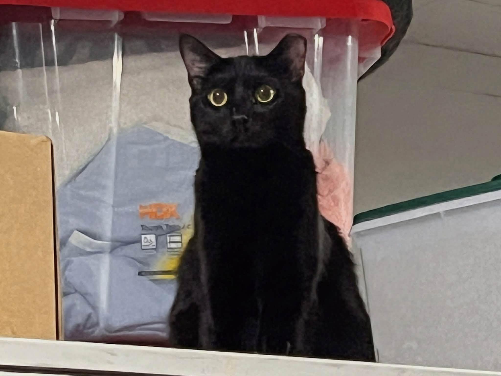 Raven, Adoptable, Young Female Domestic Short Hair.