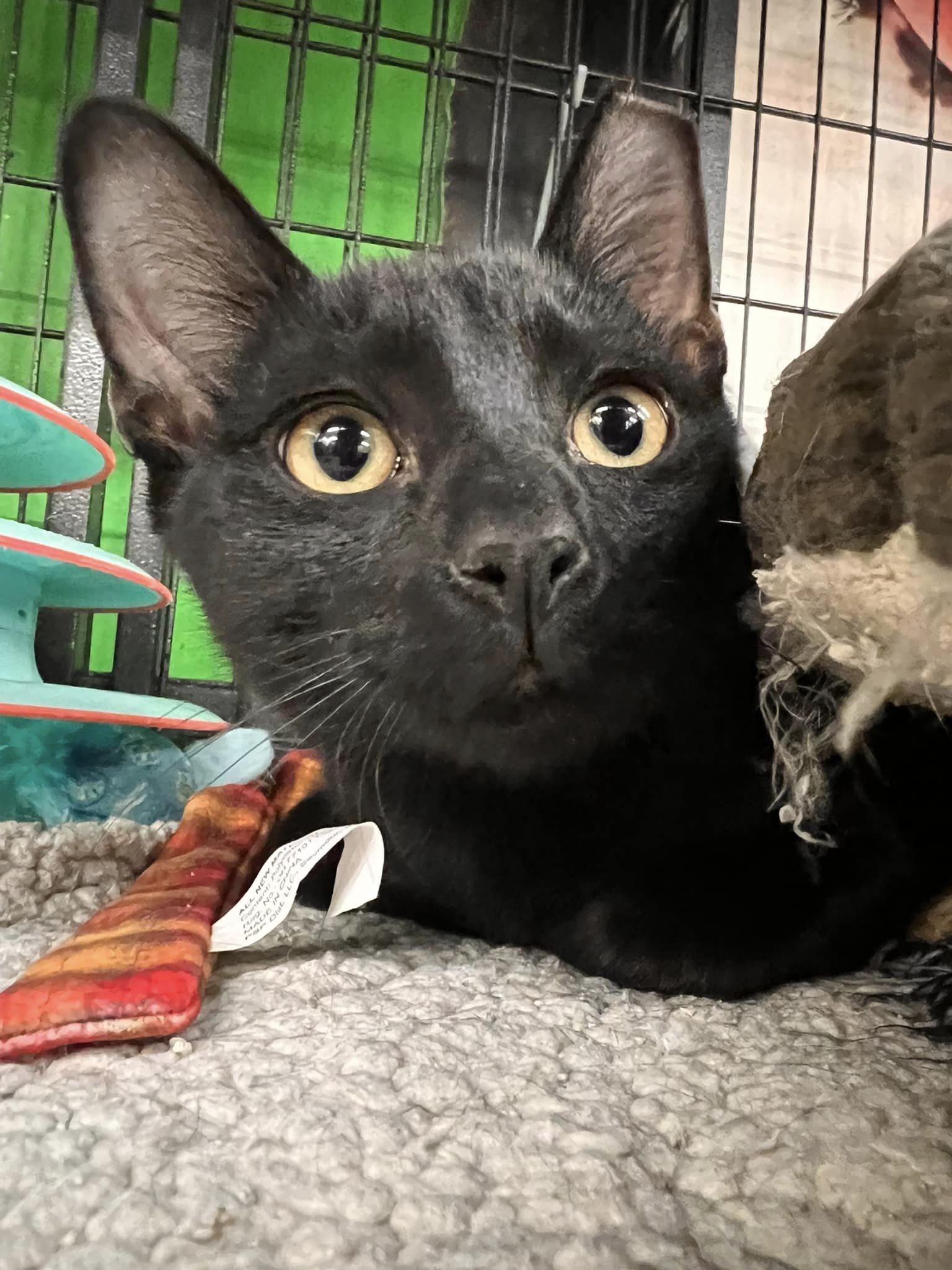 Enlarge Raven, a Adoptable Domestic Short Hair in Cleveland, OH image 3/5