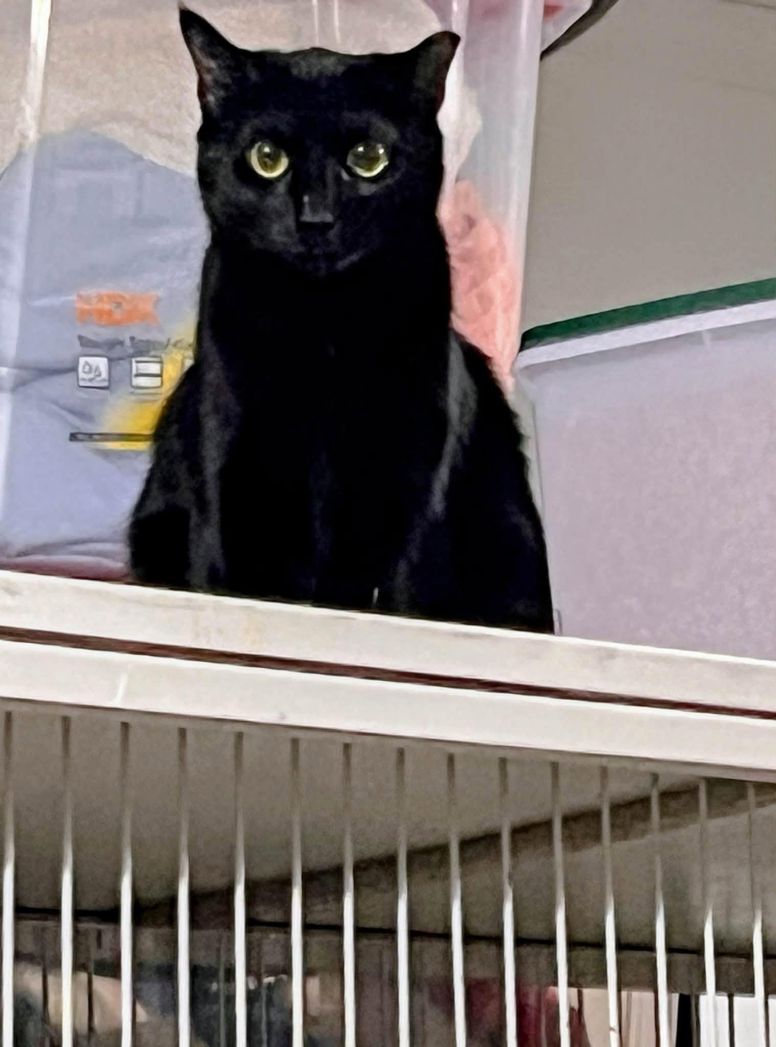 Enlarge Raven, a Adoptable Domestic Short Hair in Cleveland, OH image 5/6