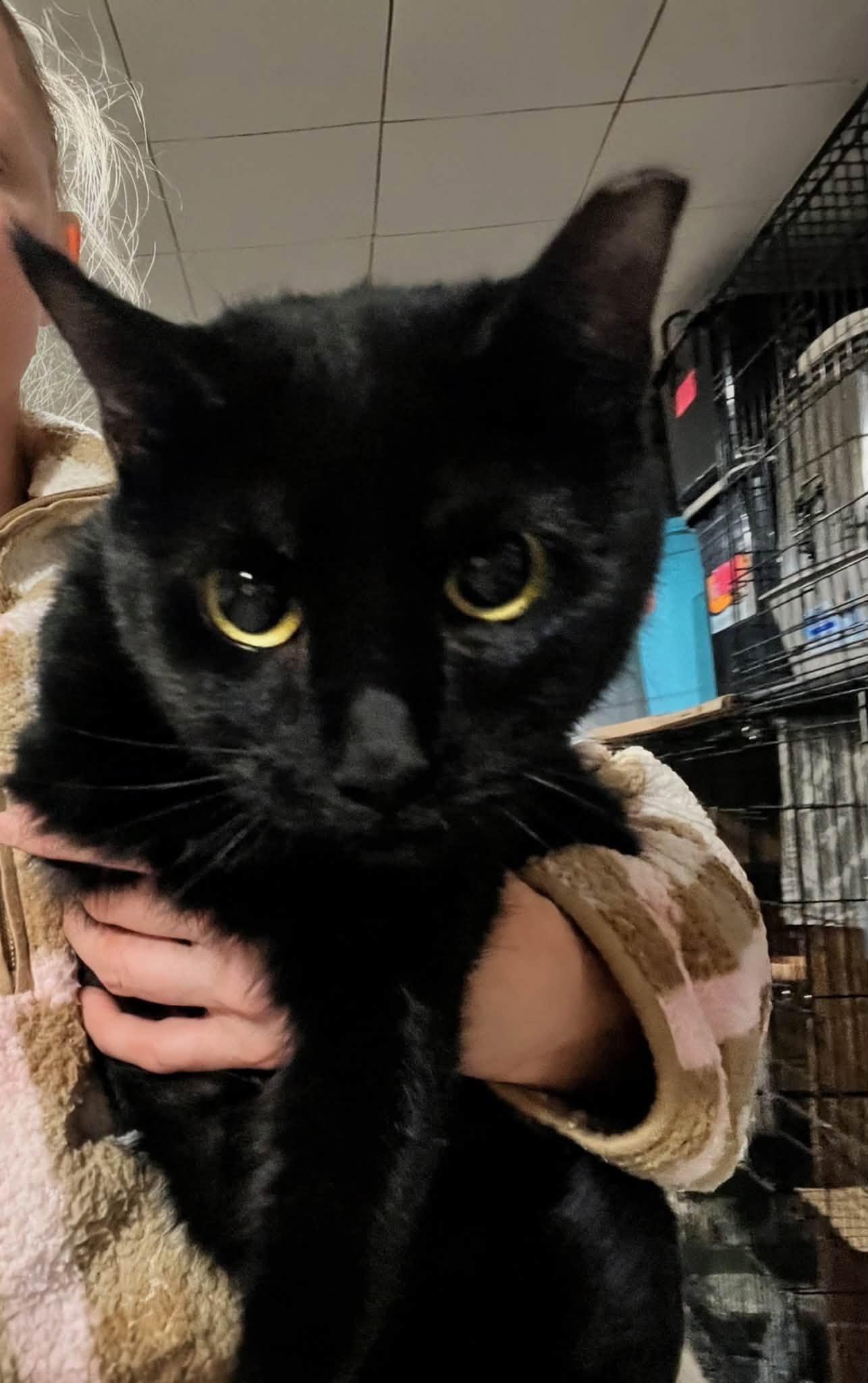 Enlarge Raven, a Adoptable Domestic Short Hair in Cleveland, OH image 4/6