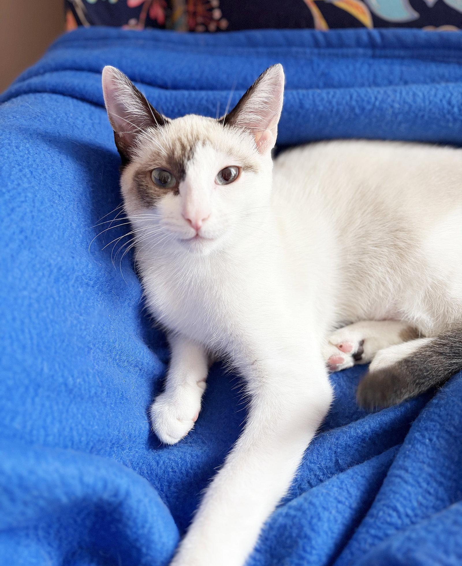 Enlarge Vera, a Adoptable mixed breed in Alameda, CA image 1/3