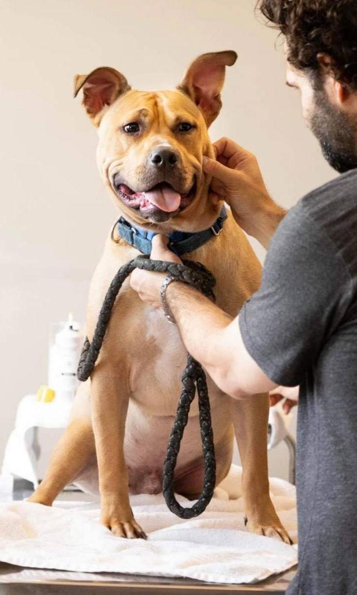 Enlarge Archibald, a Adoptable Terrier in Columbus, IN image 2/3