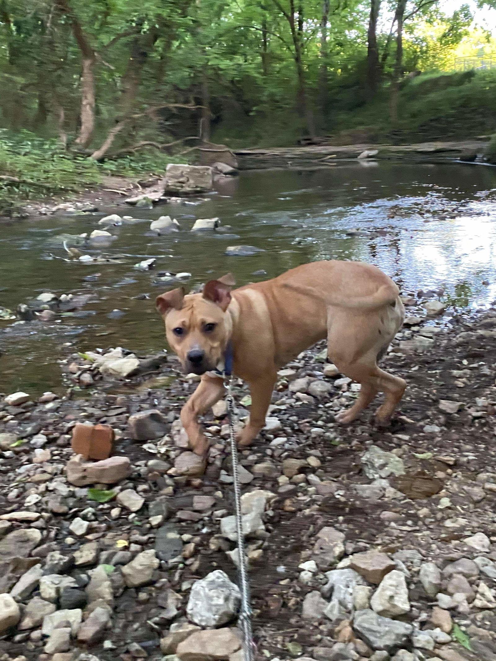 Enlarge Archibald, a Adoptable Terrier in Columbus, IN image 3/3