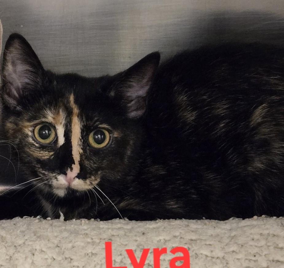 Lyra