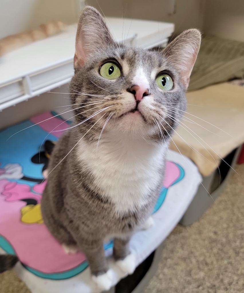 Socks, Adoptable, Adult Female Domestic Short Hair.