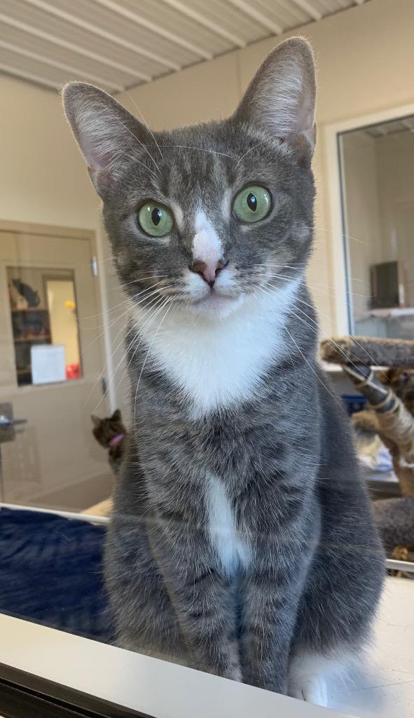 Socks, a Adoptable mixed breed in Fremont, OH image 3/6