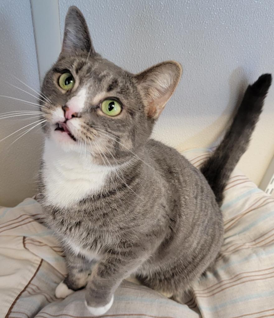 Socks, Adoptable, Adult Female Domestic Short Hair.