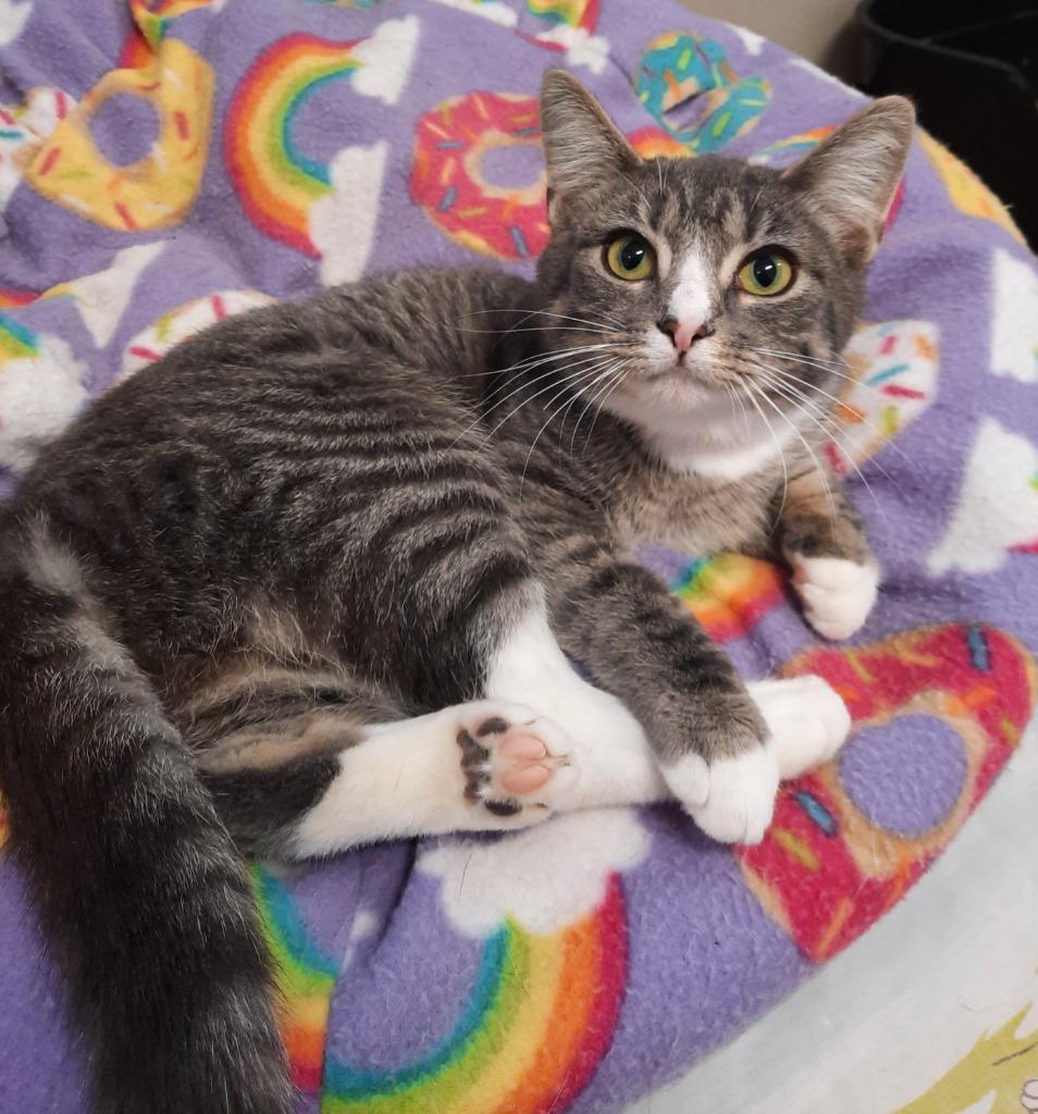 Enlarge Socks, a Adoptable mixed breed in Fremont, OH image 4/6