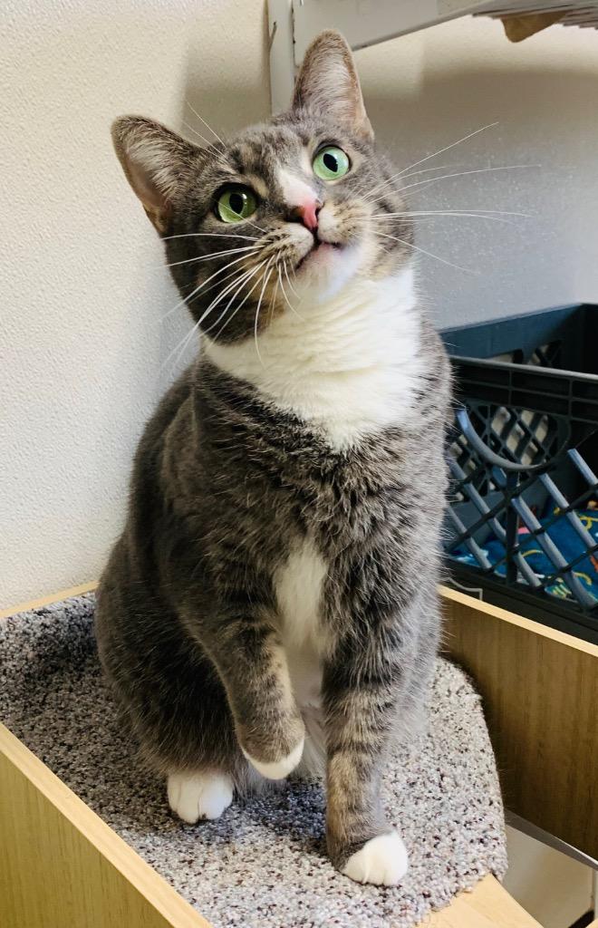 Socks, a Adoptable mixed breed in Fremont, OH image 6/6