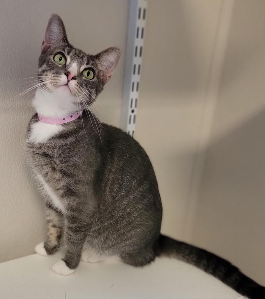 Enlarge Socks, a Adoptable mixed breed in Fremont, OH image 6/6