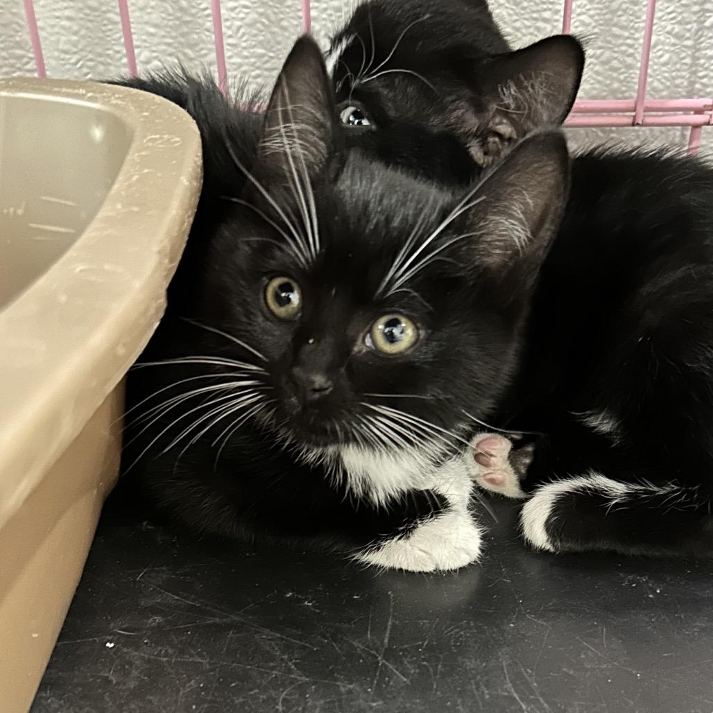 Ursula, Adoptable, Kitten Female Domestic Short Hair.