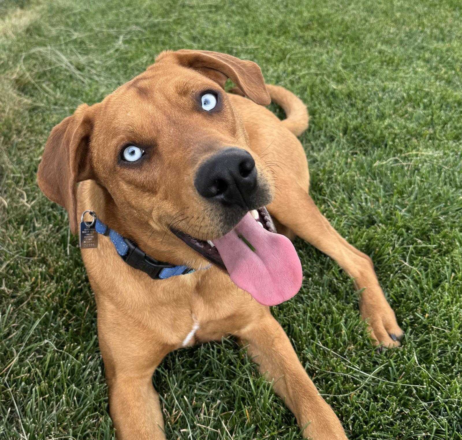 Zucchini, Adoptable, Adult Male Rhodesian Ridgeback.
