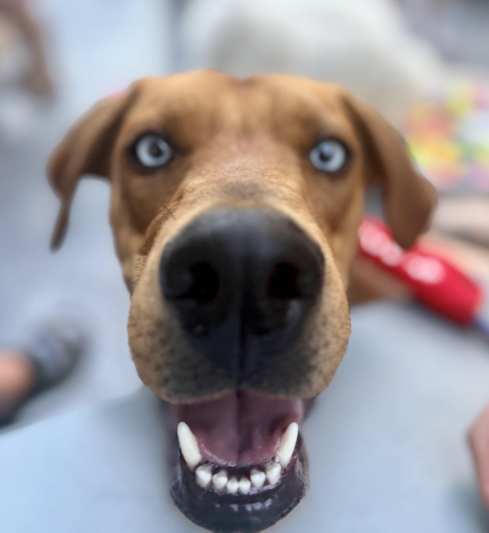 Enlarge Zucchini, a Adoptable Rhodesian Ridgeback in Evergreen, CO image 2/3