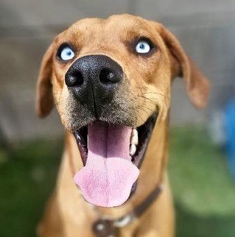 Enlarge Zucchini, a Adoptable Rhodesian Ridgeback in Evergreen, CO image 3/3