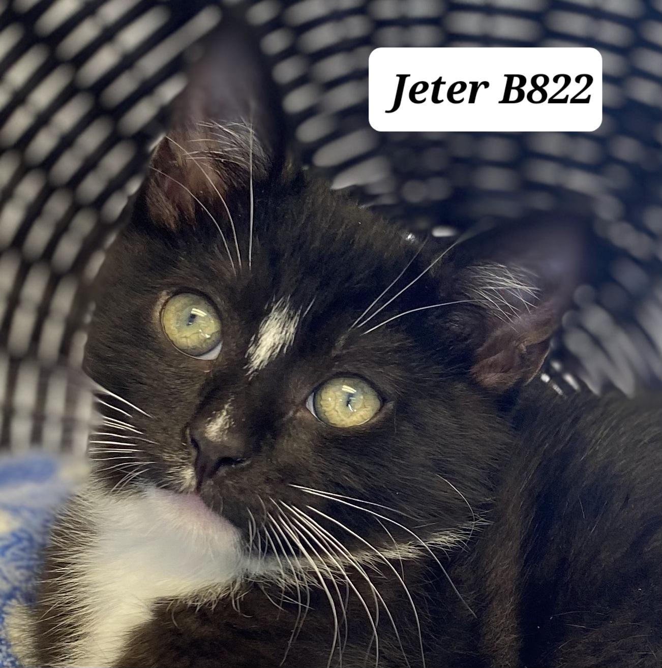 Enlarge Jeter, a ADOPTABLE Domestic Medium Hair in Morganton, NC image 1/1