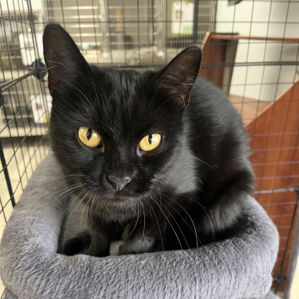 Enlarge Luna, a Adoptable Domestic Short Hair in Crookston, MN image 4/4