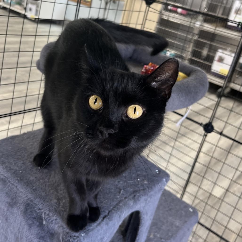 Enlarge Luna, a Adoptable Domestic Short Hair in Crookston, MN image 2/4