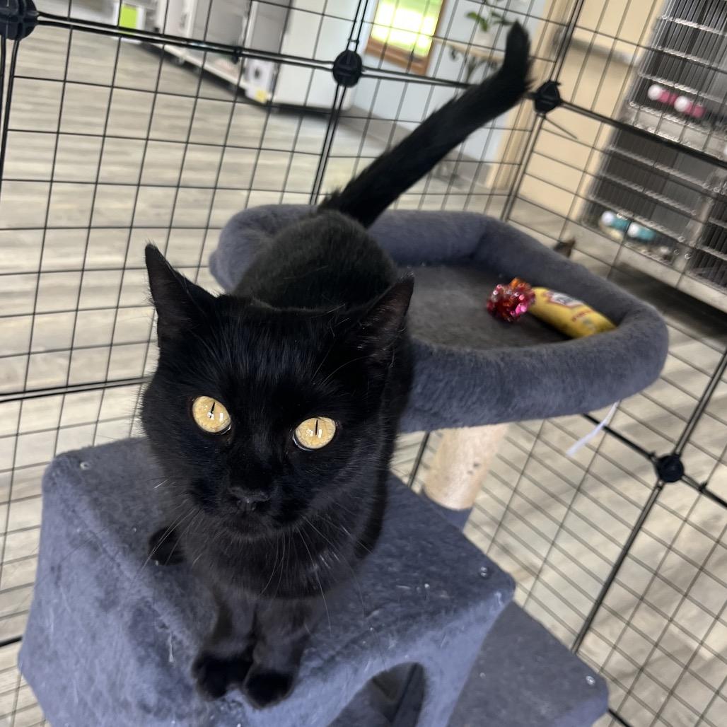 Enlarge Luna, a Adoptable Domestic Short Hair in Crookston, MN image 3/4