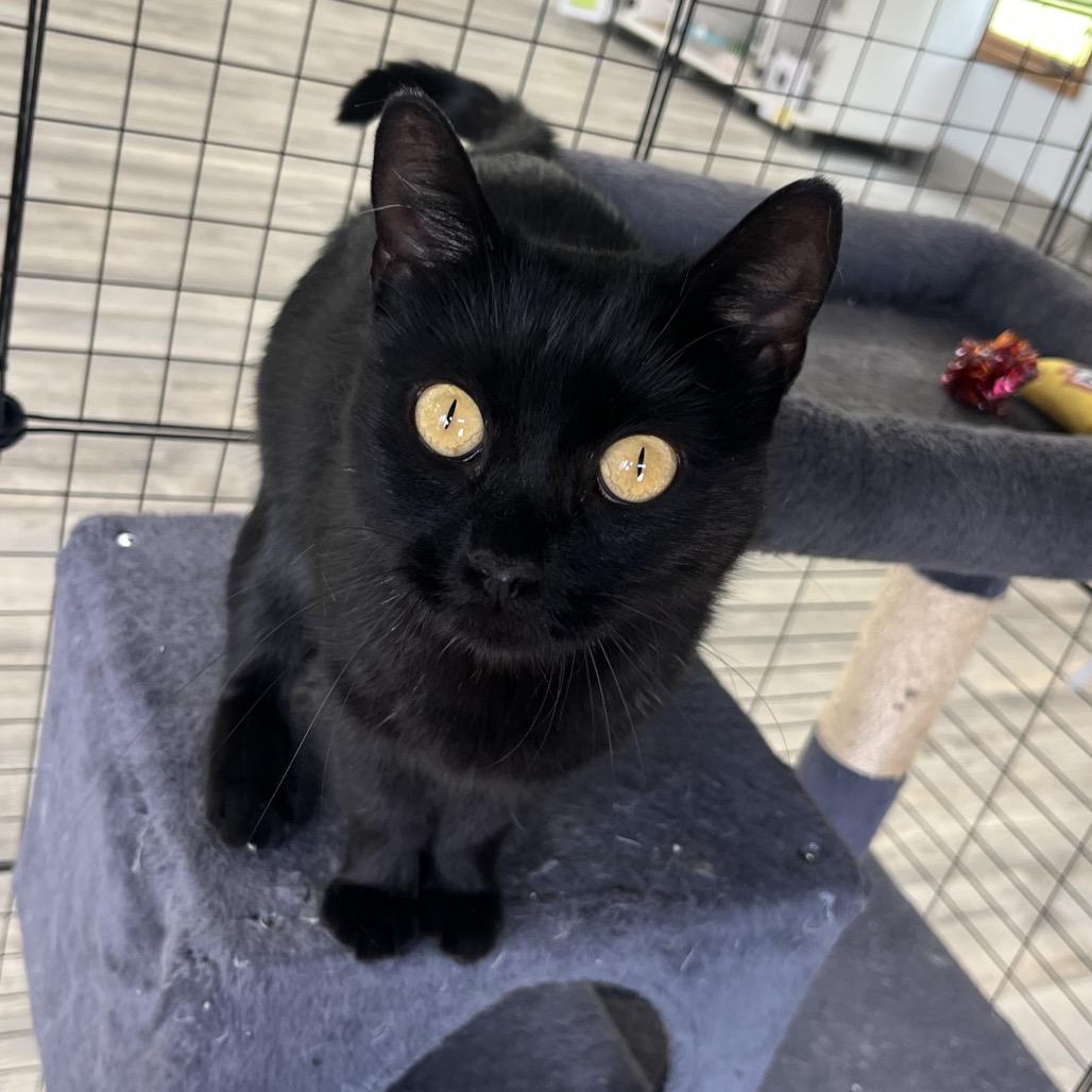 Enlarge Luna, a Adoptable Domestic Short Hair in Crookston, MN image 1/4