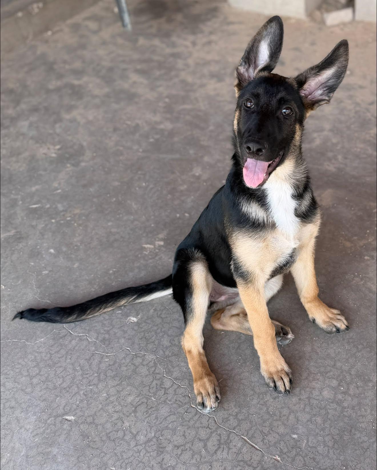 Rogue, Adoptable, Young Female German Shepherd Dog & Belgian Shepherd / Malinois.