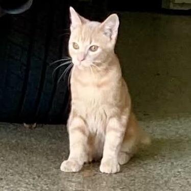 Enlarge Toast, a Adoptable Domestic Short Hair in Pine Mountain, GA image 1/2
