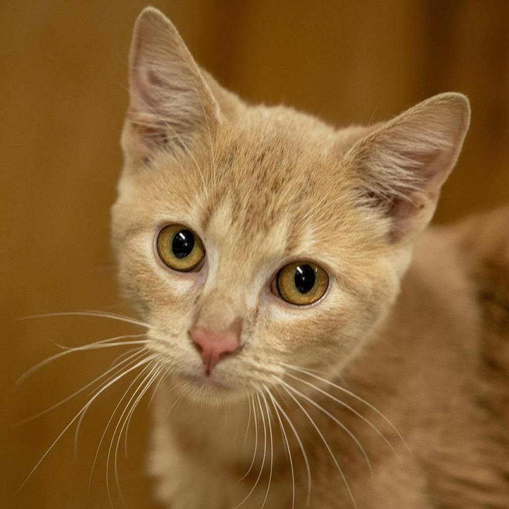 Enlarge Toast, a Adoptable Domestic Short Hair in Pine Mountain, GA image 2/2