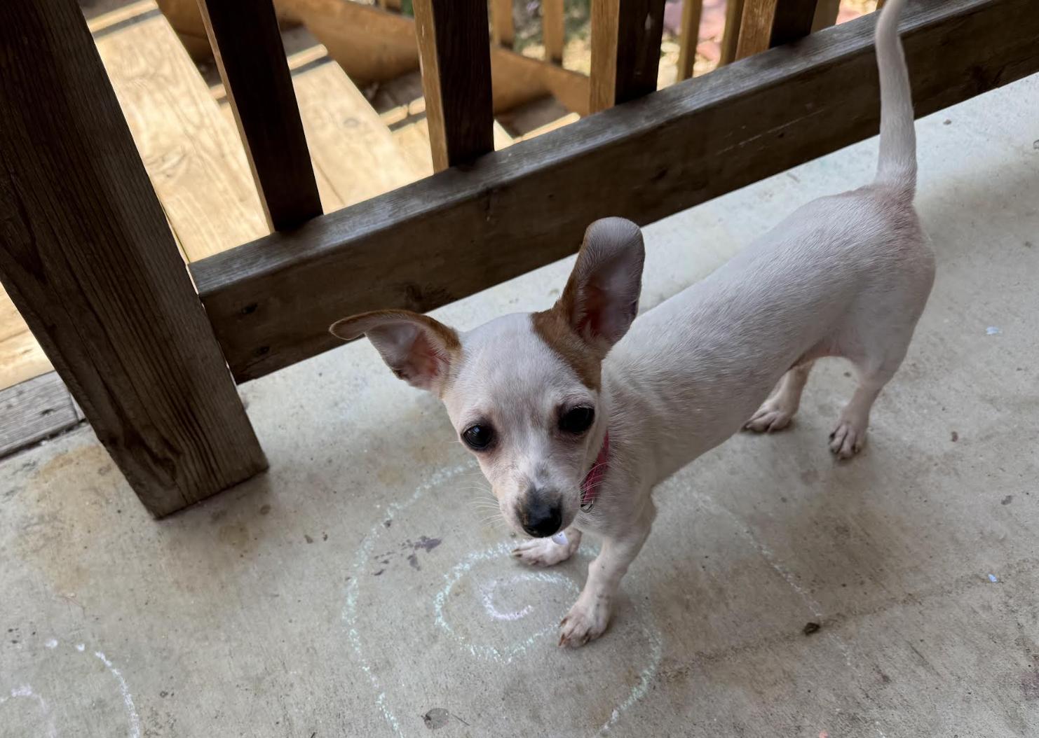 Madison, Adoptable, Puppy Female Chihuahua.