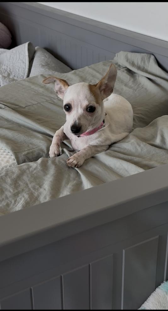 Madison, a Adoptable Chihuahua in Pflugerville, TX image 3/4