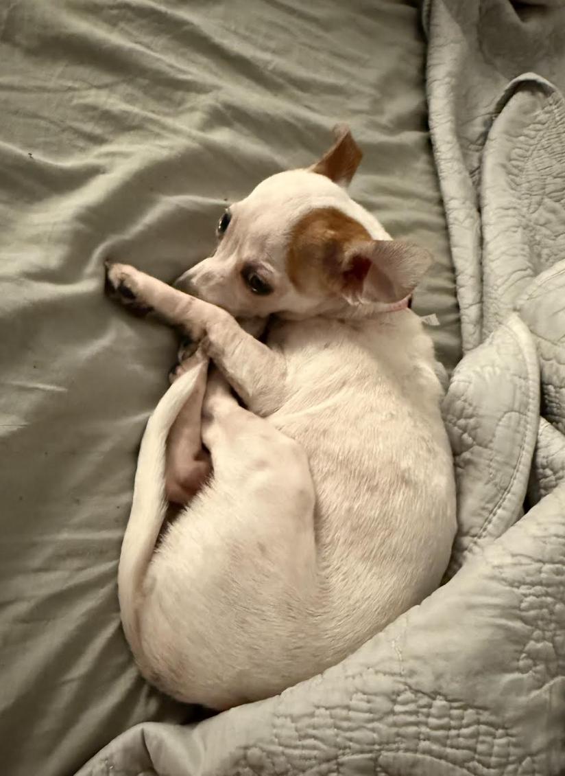 Madison, a Adoptable Chihuahua in Pflugerville, TX image 4/4