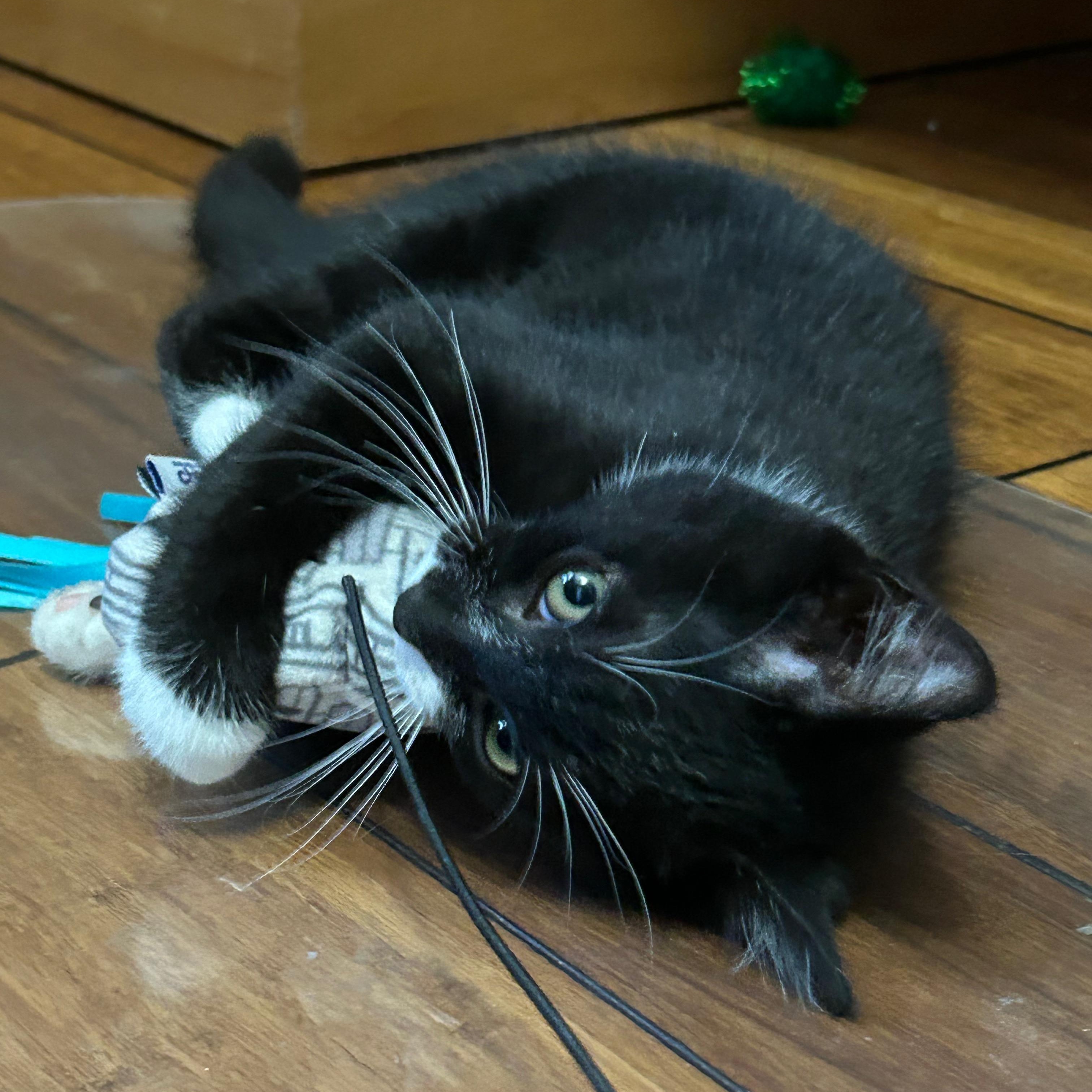 Fauna (bonded to Flora Two for One Special)