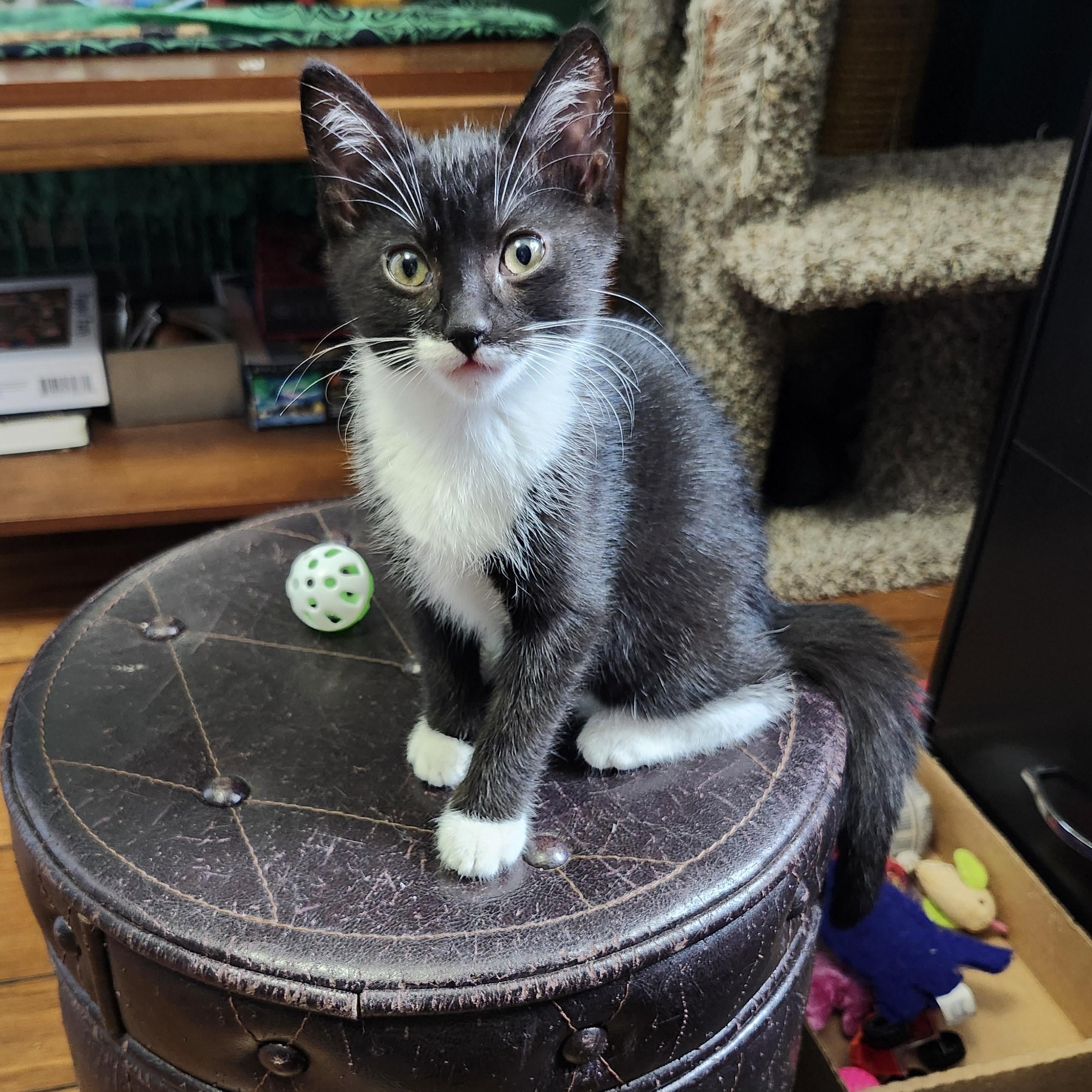 Fauna (bonded to Flora Two for One Special)