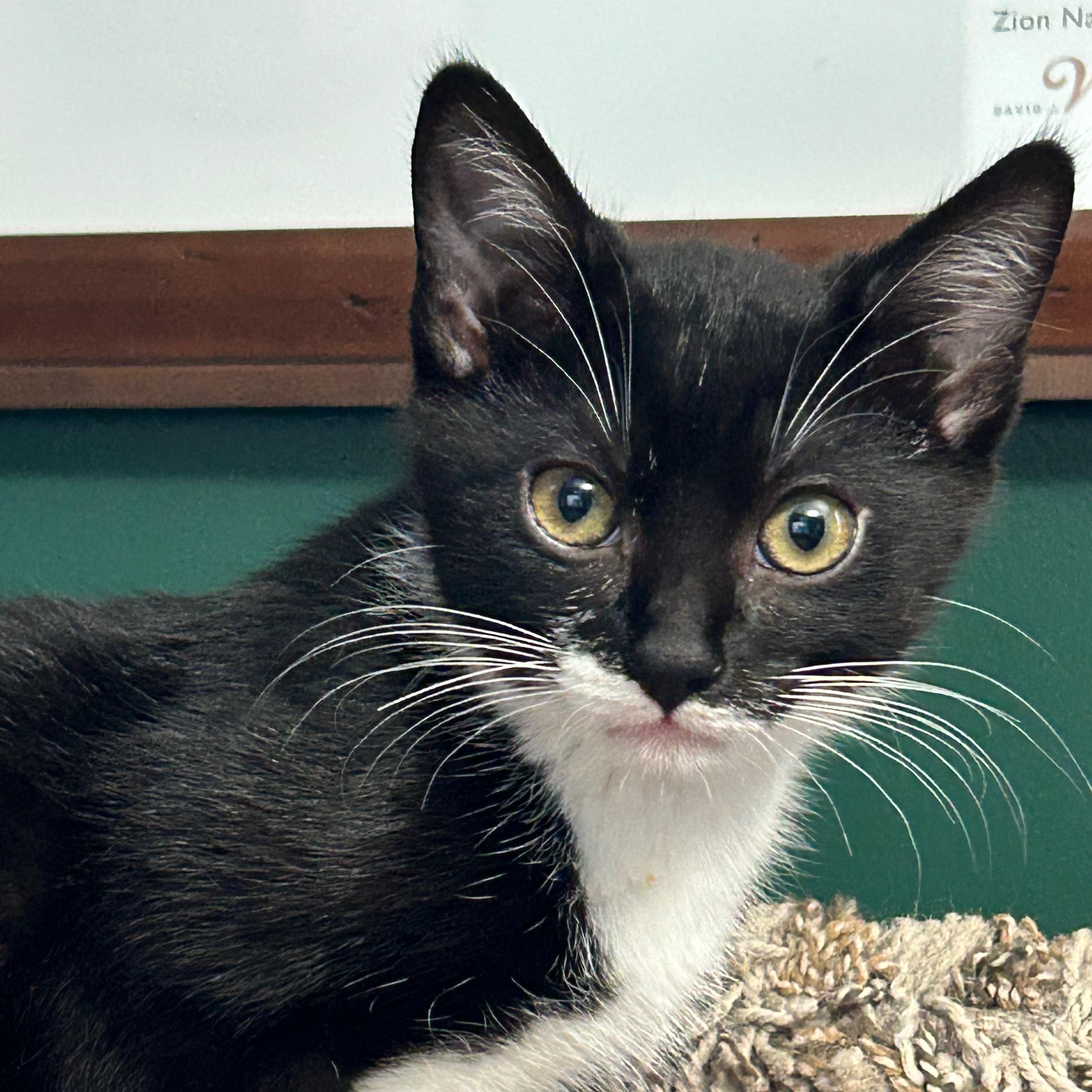 Fauna (bonded to Flora Two for One Special)